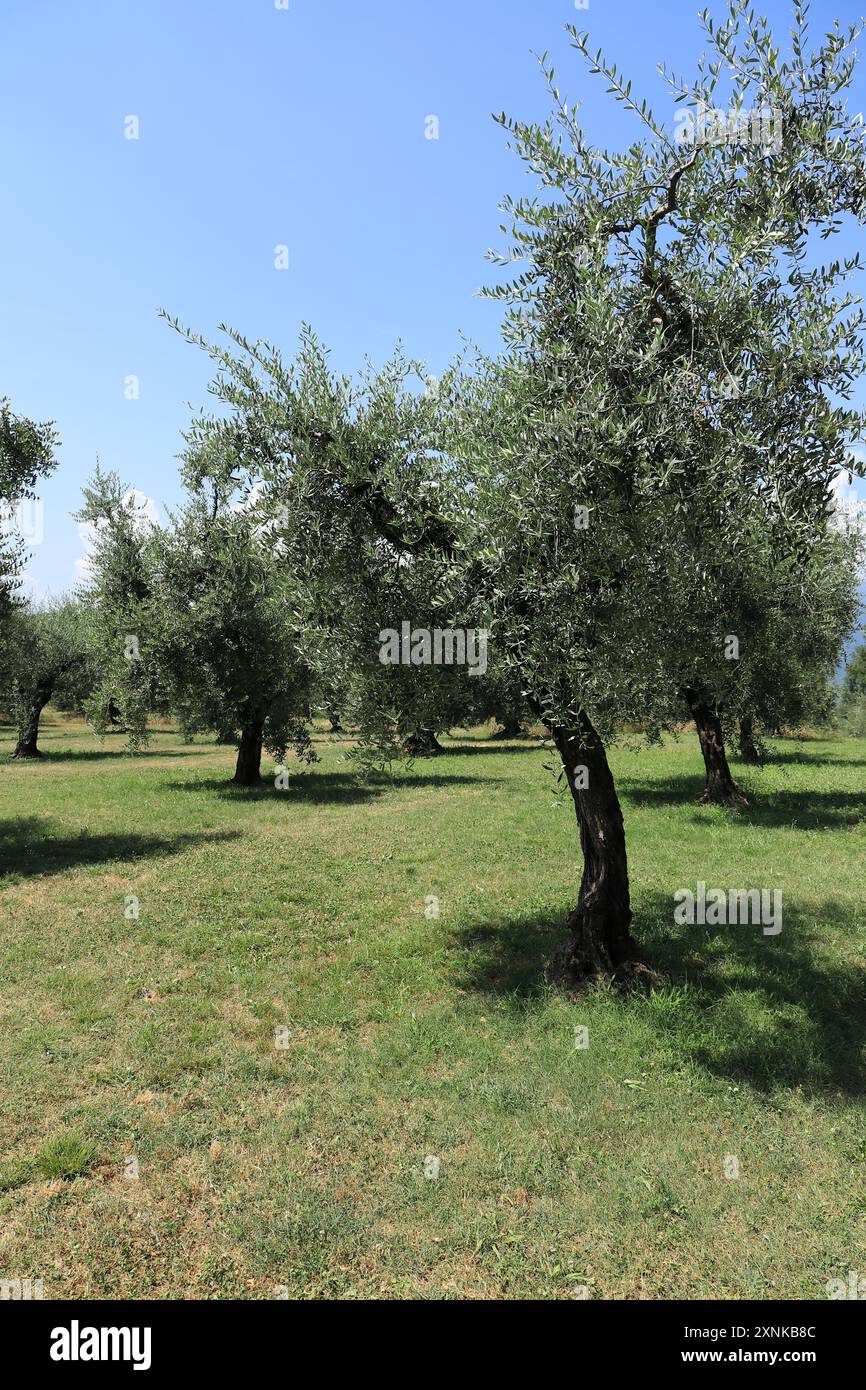 une oliveraie en italie Banque D'Images