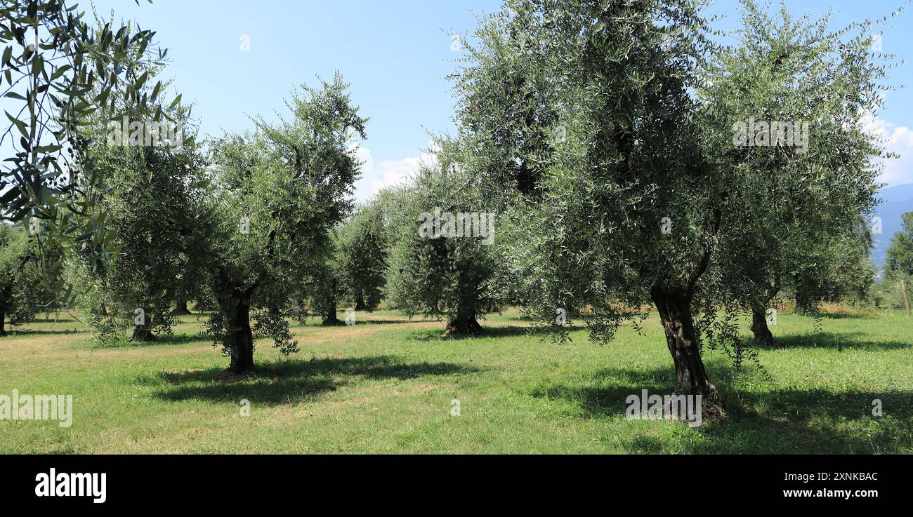 une oliveraie en italie Banque D'Images