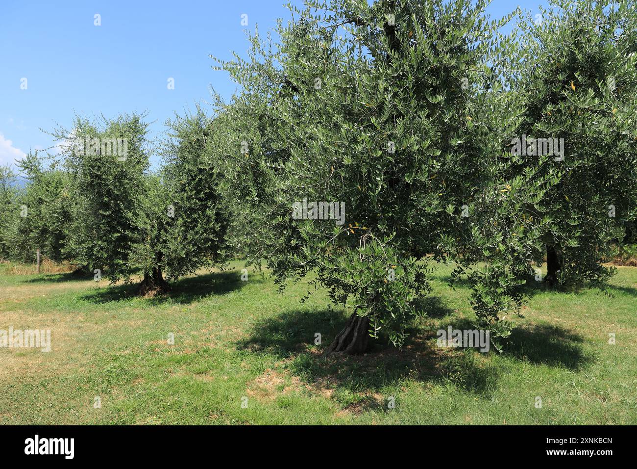 une oliveraie en italie Banque D'Images