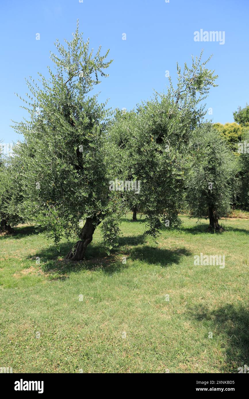 une oliveraie en italie Banque D'Images
