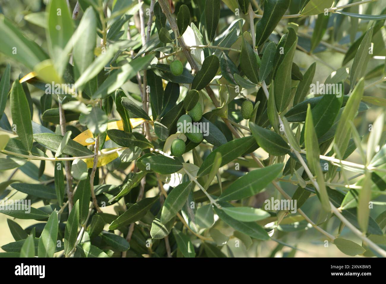 une oliveraie en italie Banque D'Images