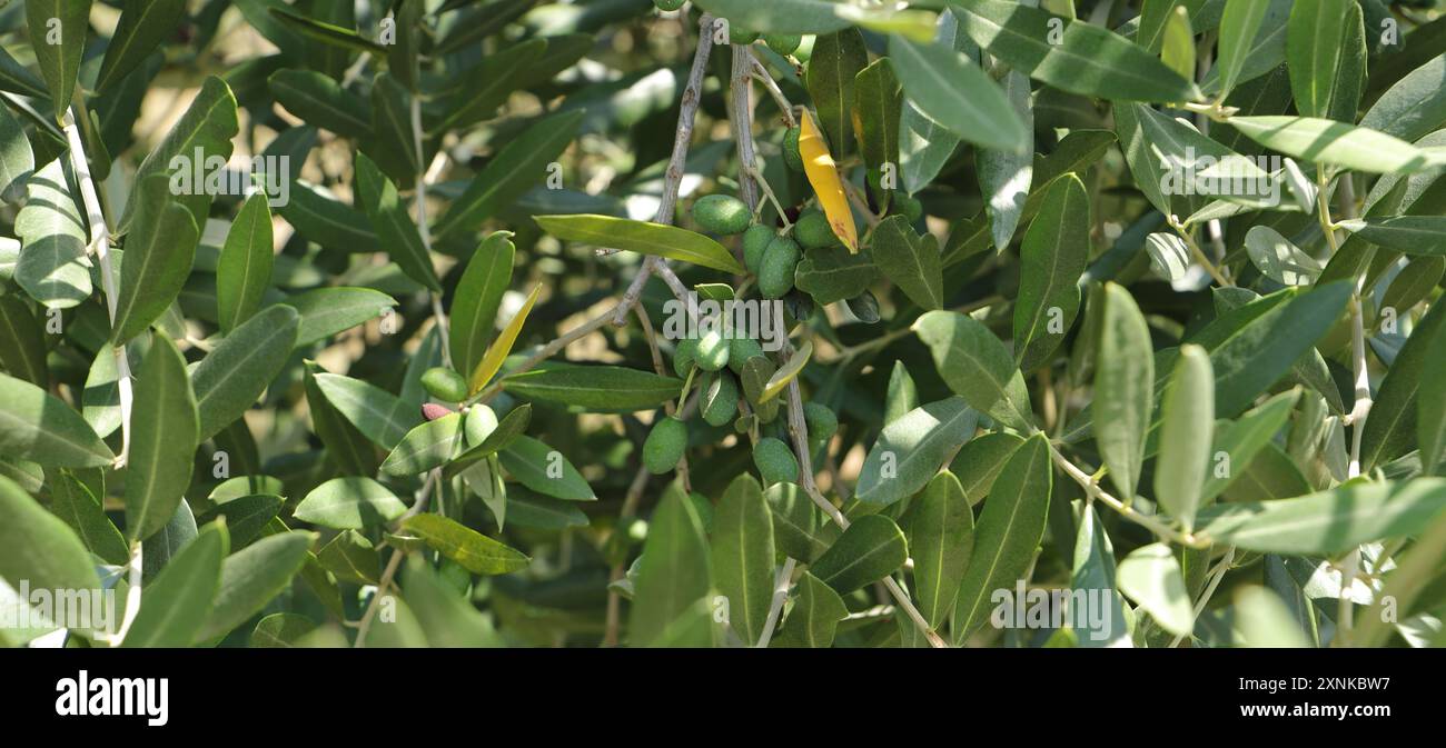 une oliveraie en italie Banque D'Images