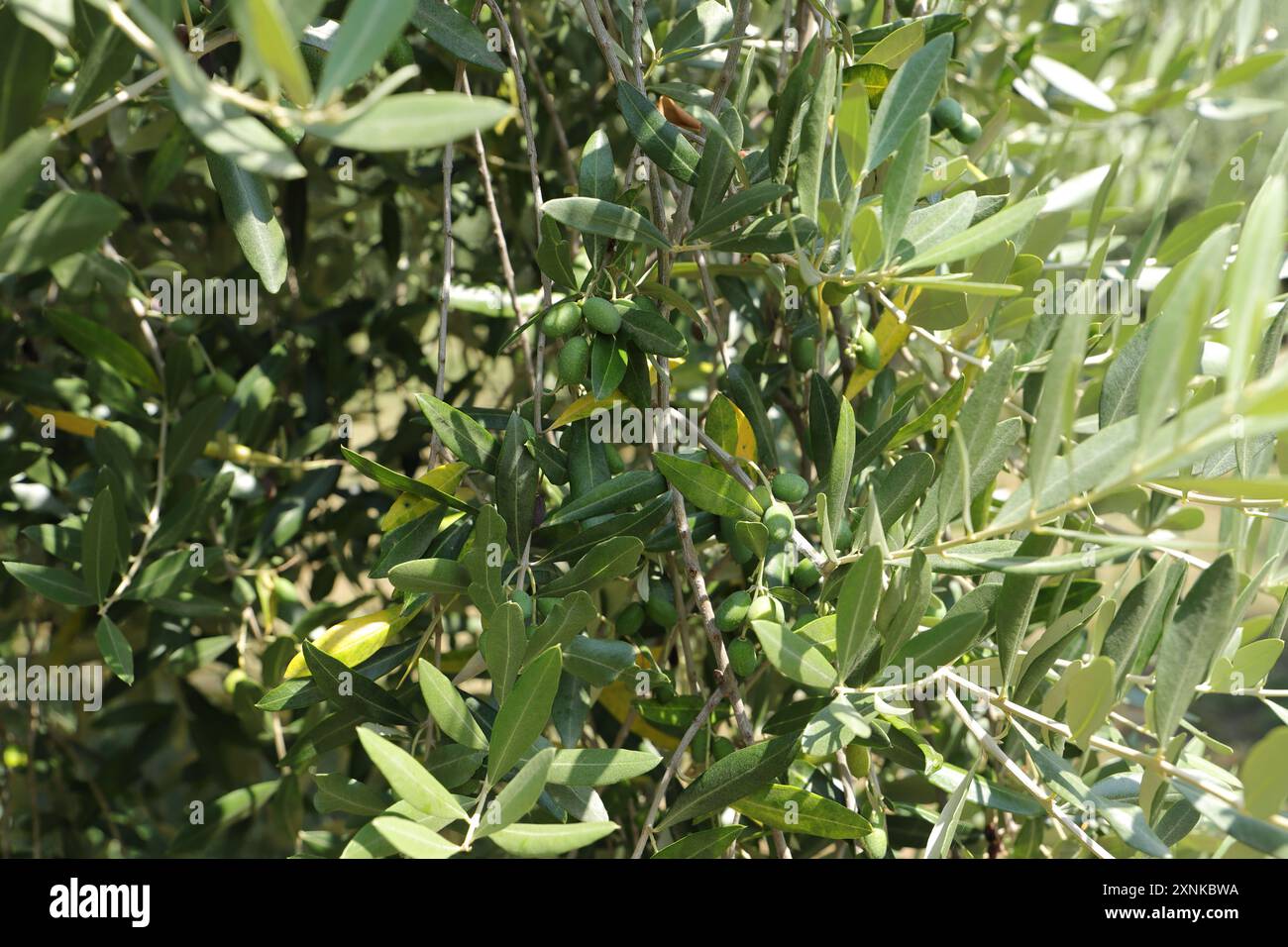 une oliveraie en italie Banque D'Images