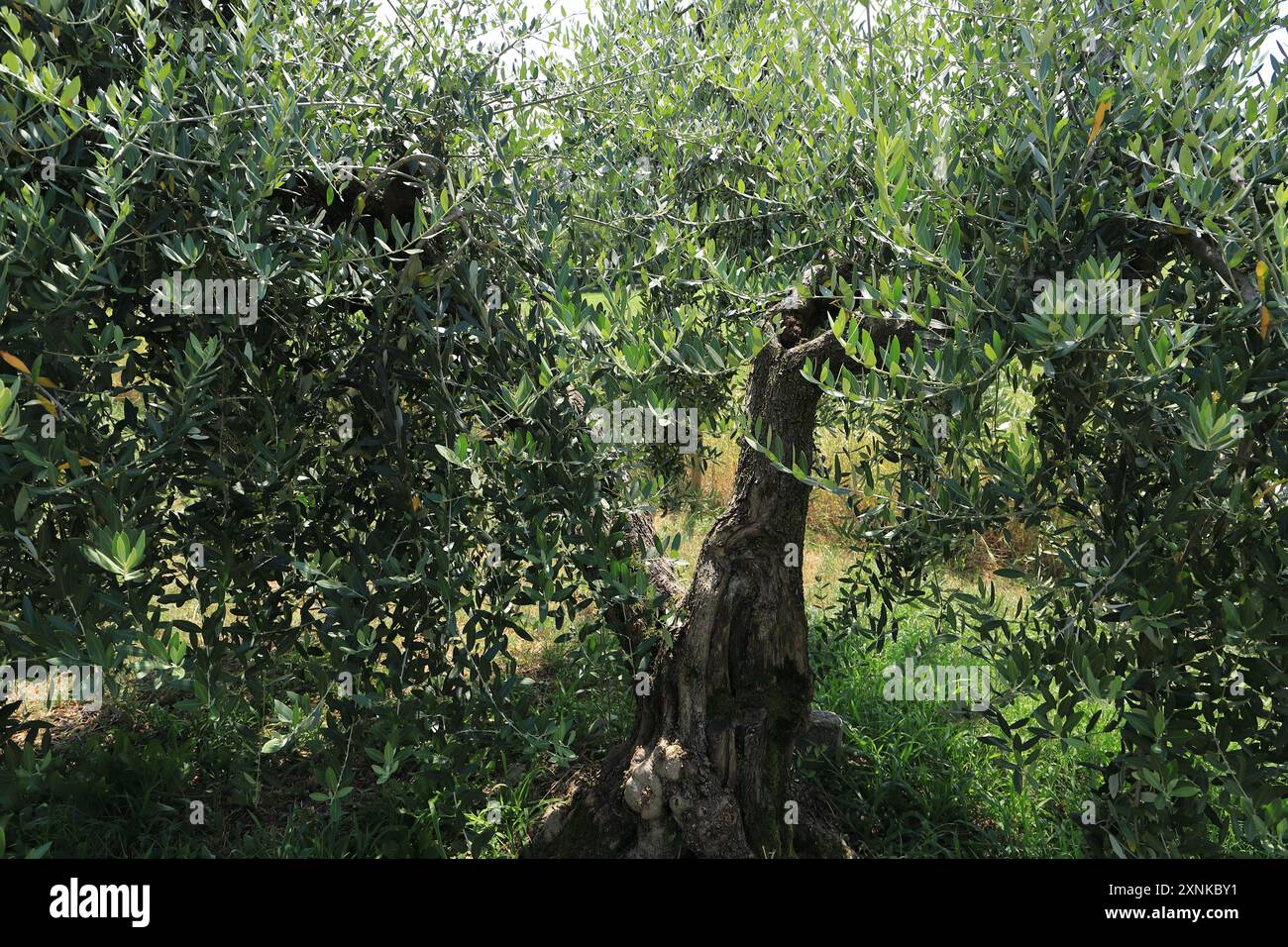 une oliveraie en italie Banque D'Images