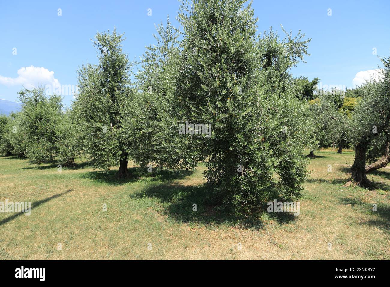 une oliveraie en italie Banque D'Images