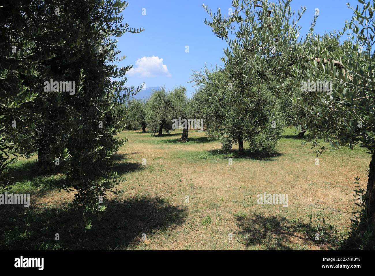 une oliveraie en italie Banque D'Images