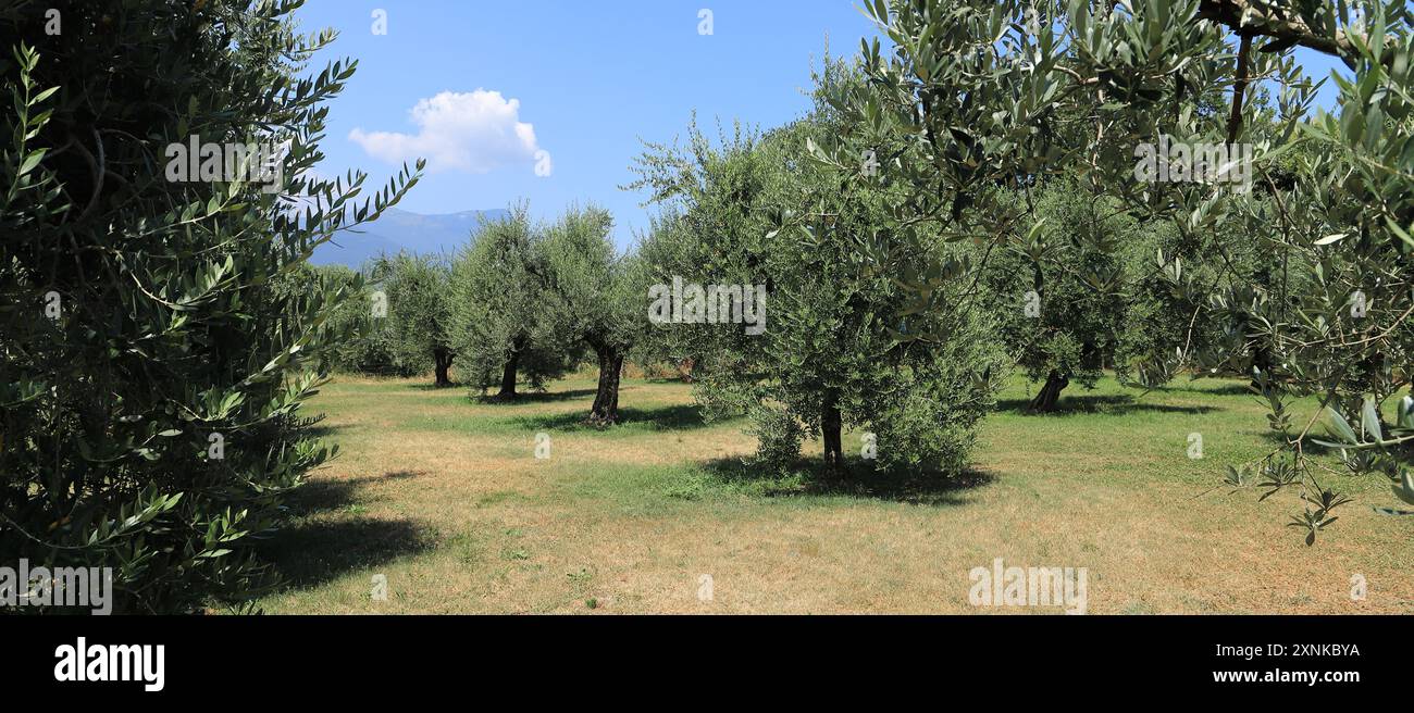 une oliveraie en italie Banque D'Images
