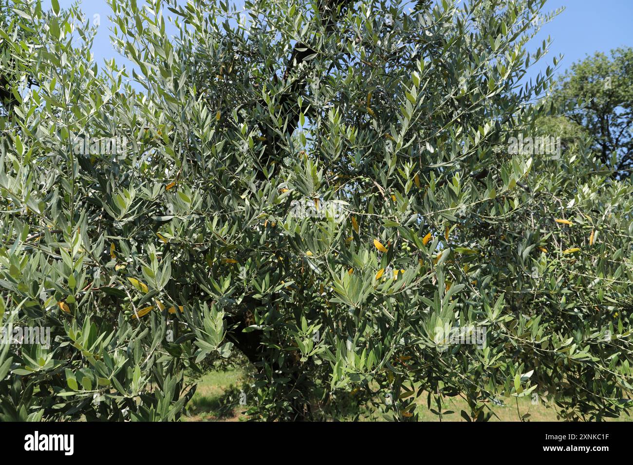 une oliveraie en italie Banque D'Images