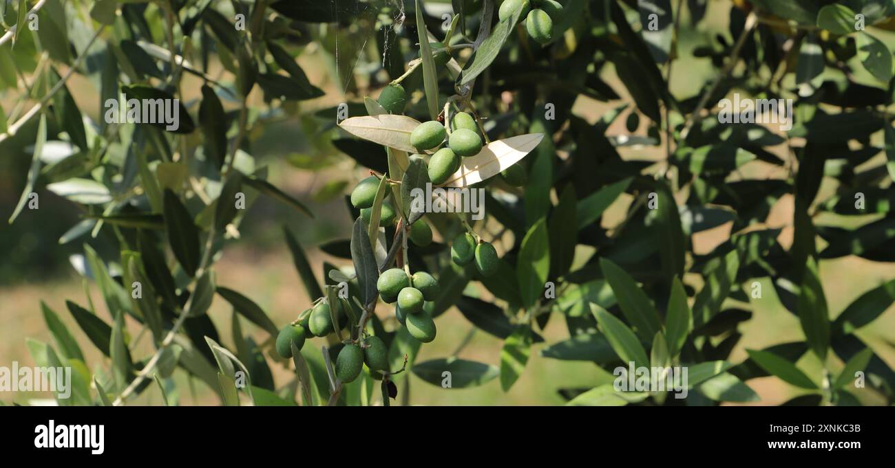 une oliveraie en italie Banque D'Images