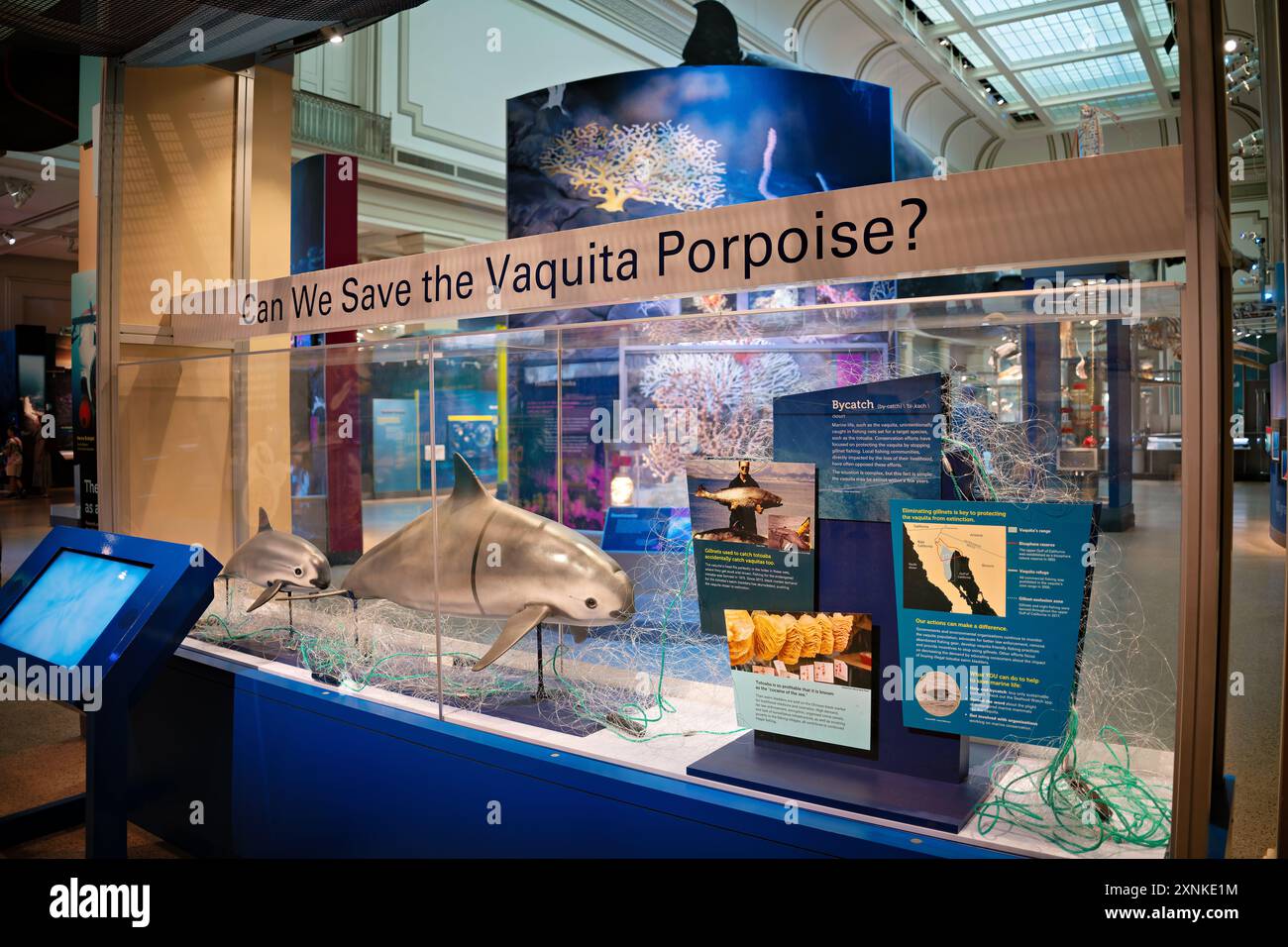 Exposition au marsouin de Vaquita Musée national d'histoire naturelle Washington DC // WASHINGTON DC — le « pouvons-nous sauver le marsouin de Vaquita ? » Exposition au Musée national d'histoire naturelle Smithsonian, mettant en évidence le statut critique en voie de disparition du plus petit cétacé du monde. Cette exposition informe les visiteurs sur les efforts urgents de conservation pour protéger le vaquita dans son golfe de Californie natal et les défis auxquels il est confronté pour préserver cette espèce marine unique. Banque D'Images