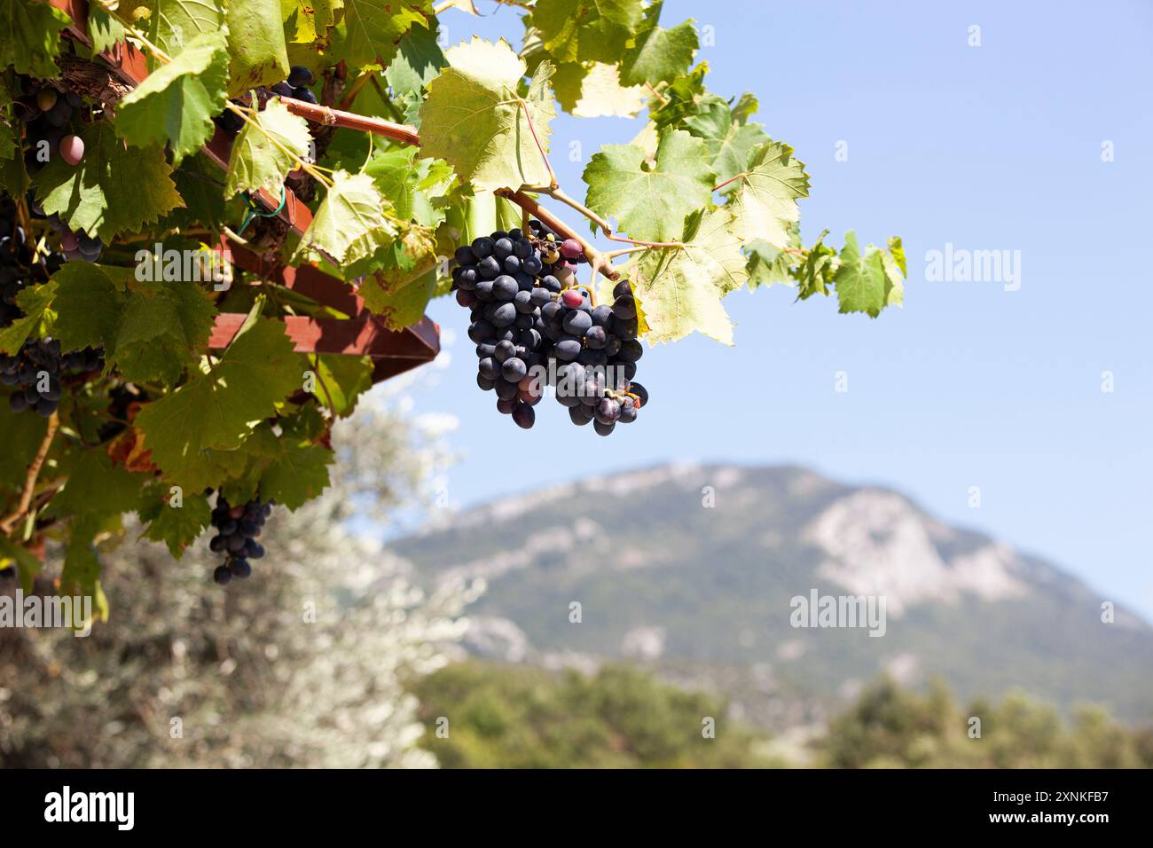 Un bouquet de raisins du sud mûrs sur fond de montagne. Paysage d'été des pays du sud. Horizontal. Banque D'Images