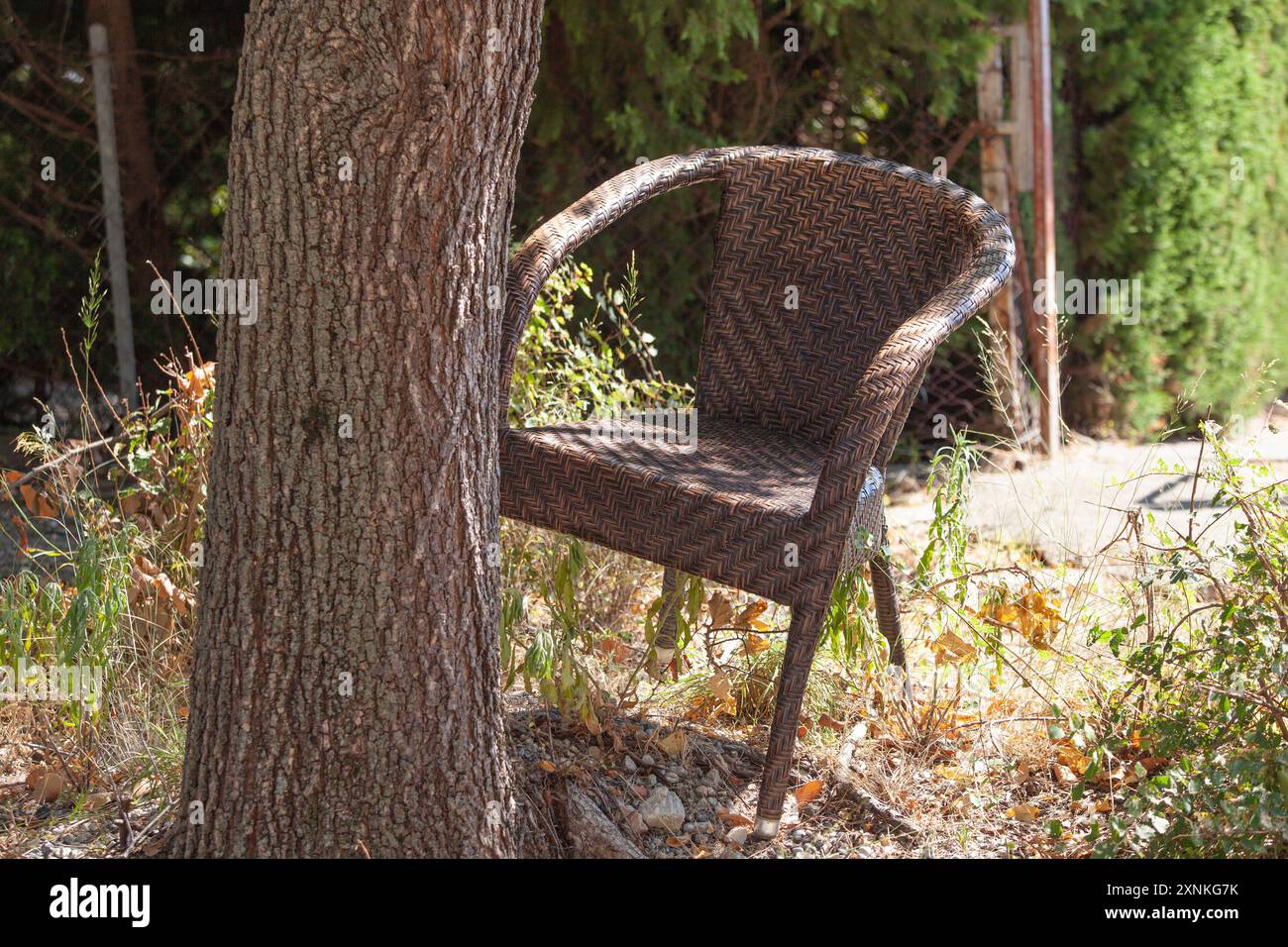Une chaise en osier brun est creusée dans un arbre. Catastrophe environnementale. Plastique dans la nature. Matériau non dégradable. Illustration horizontale d'une forêt Banque D'Images