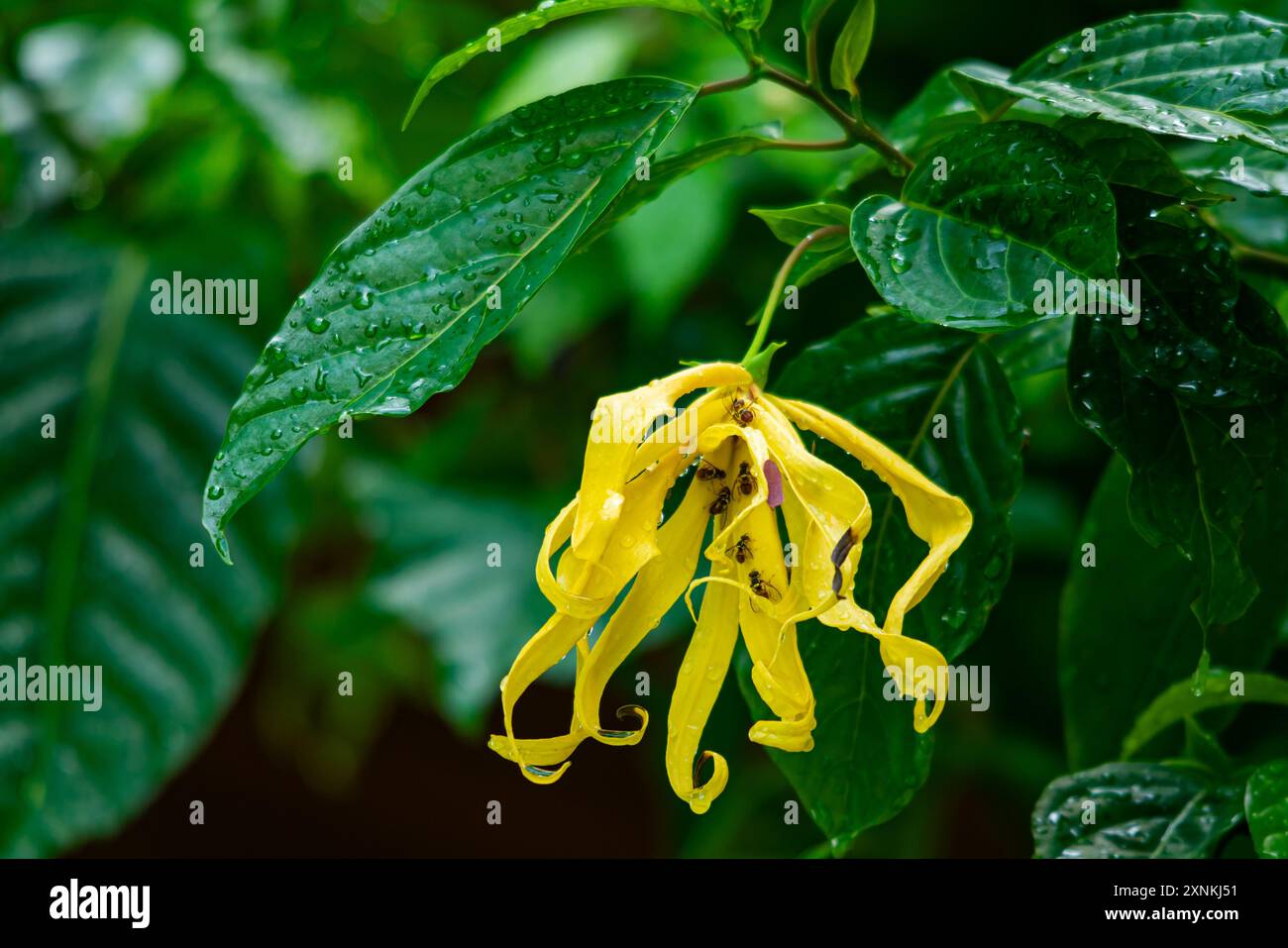 Gros plan de fleur Ylang-Ylang en fleurs humides avec des insectes et des feuilles vertes pendant la pluie. Banque D'Images