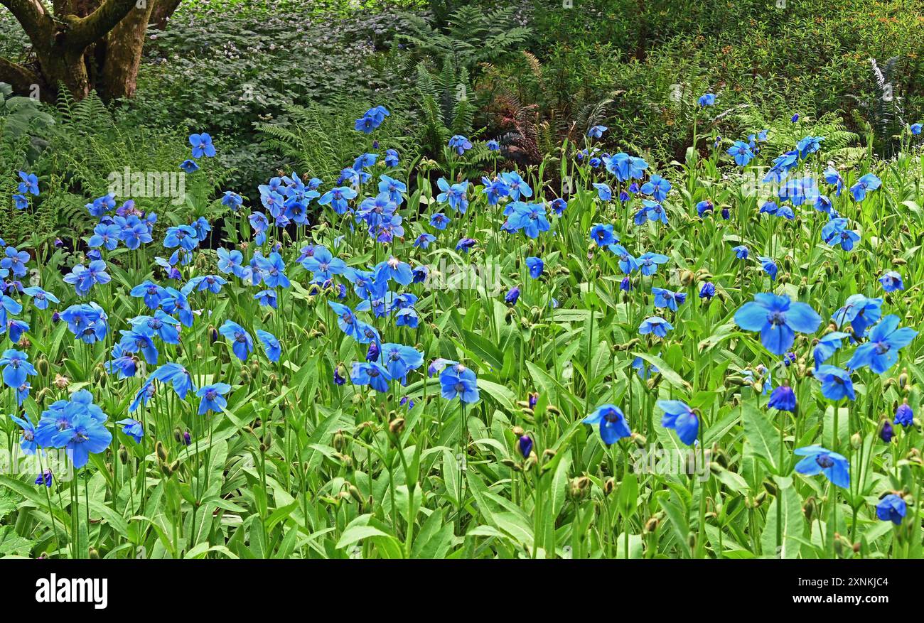 Coquelicots bleus de l'Himalaya. Meconopsis 'Slieve Donard'. Jardin botanique de Dawyck, Stobo, près de Peebles, Scottish Borders, Écosse, Kimgdom Uni, Europe. Banque D'Images