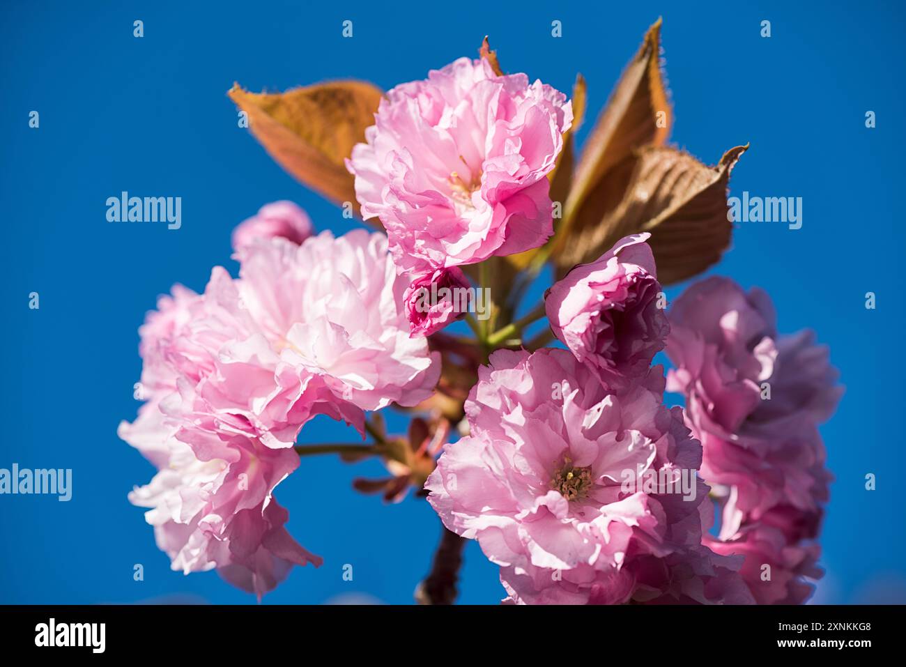 WASHINGTON DC — les fleurs roses doubles d'un cerisier de Kwanzan sont vues dans le parc East Potomac. Cette variété ornementale à floraison ultérieure prolonge la saison de floraison des cerisiers de Washington au-delà de la floraison maximale des arbres Yoshino autour du Tidal Basin. Banque D'Images
