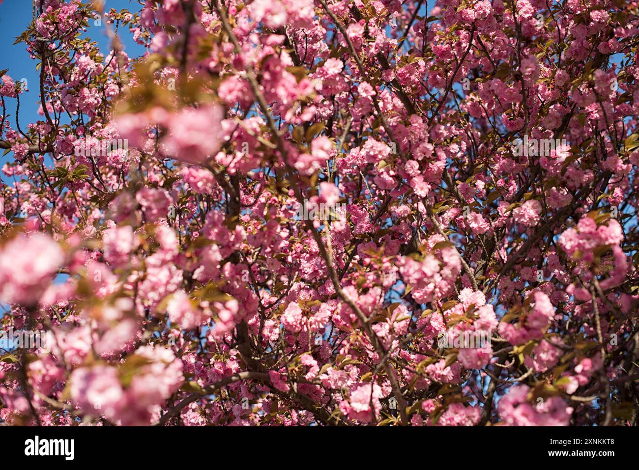 WASHINGTON DC — les cerisiers de Kwanzan affichent leurs fleurs roses profondes à double fleur dans le parc East Potomac. Cette variété ornementale à floraison ultérieure, également connue sous le nom de Kanzan, prolonge la saison de floraison des cerisiers de Washington au-delà de la floraison maximale des arbres Yoshino. Banque D'Images
