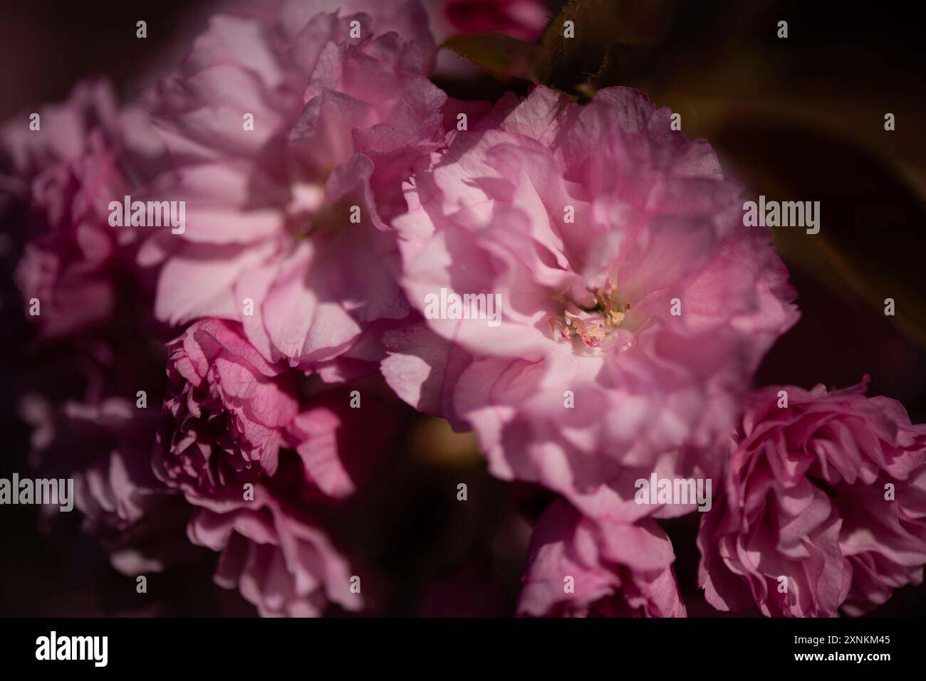 WASHINGTON DC — les cerisiers de Kwanzan affichent leurs fleurs roses doubles distinctives dans le parc East Potomac. Ces cerises ornementales fleurissent plus tard que les cerises Yoshino du Tidal Basin, prolongeant ainsi la saison de floraison printanière de la ville. Banque D'Images