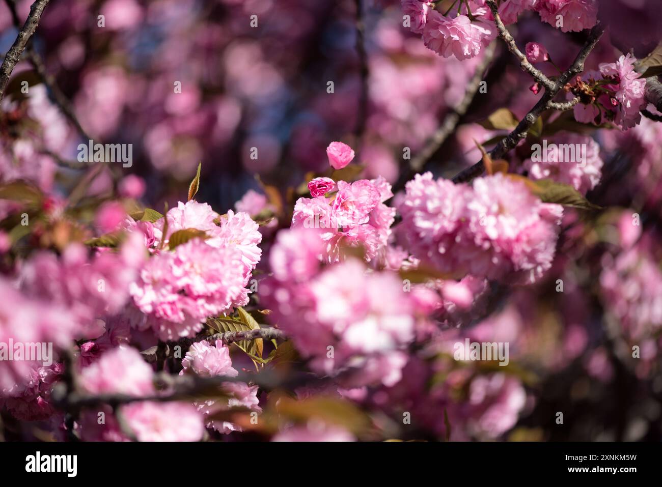 WASHINGTON DC — les cerisiers de Kwanzan affichent leurs fleurs roses doubles distinctives dans le parc East Potomac. Ces cerises ornementales sont connues pour fleurir plus tard que les arbres Yoshino autour du Tidal Basin, prolongeant ainsi la saison de floraison des cerisiers de la ville. Banque D'Images