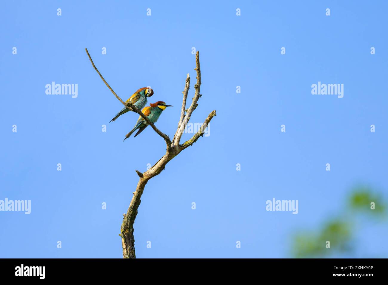Deux mangeurs d'abeilles européens reposant sur un arbre, journée ensoleillée au printemps, ciel bleu, Autriche Weiden am See Austria Banque D'Images