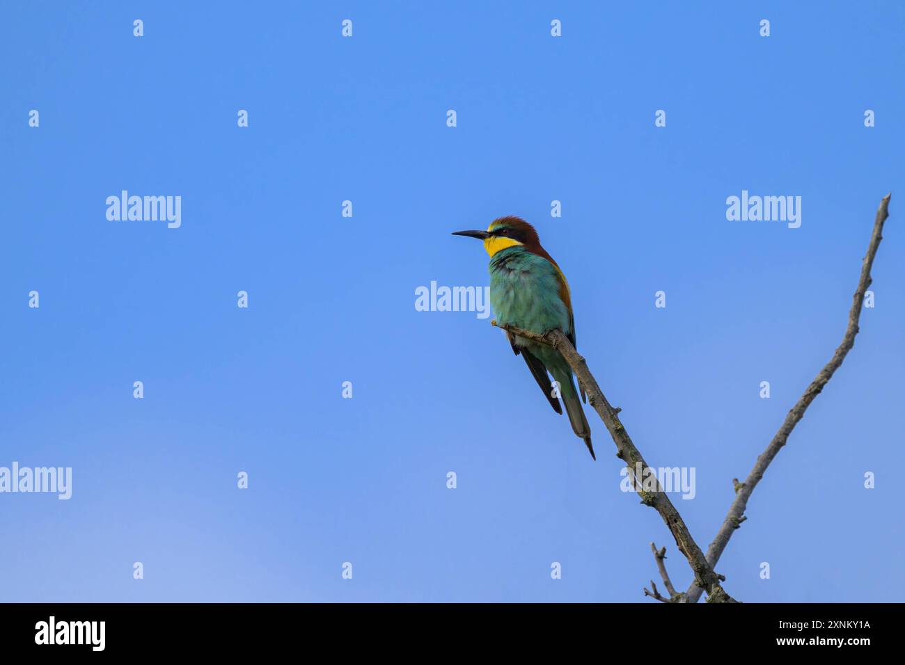 Un mangeur d'abeilles européen assis sur un arbre, jour ensoleillé au printemps, ciel bleu, Autriche Weiden am See Autriche Banque D'Images