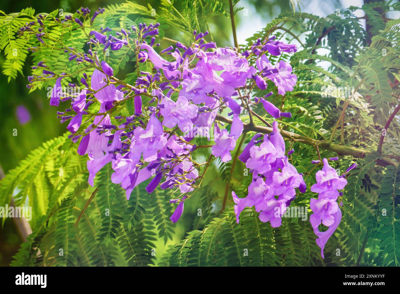 Jacaranda. Arbre Jacaranda avec des fleurs bleu-violet, gros plan. Banque D'Images