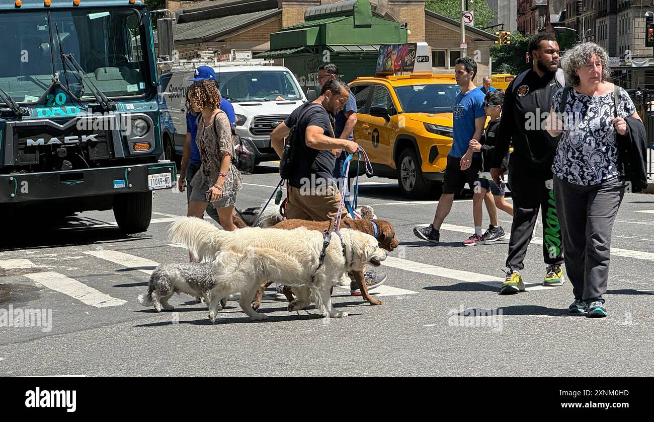 Promeneur de chiens avec des chiens traversant une rue à Manhattan. Banque D'Images