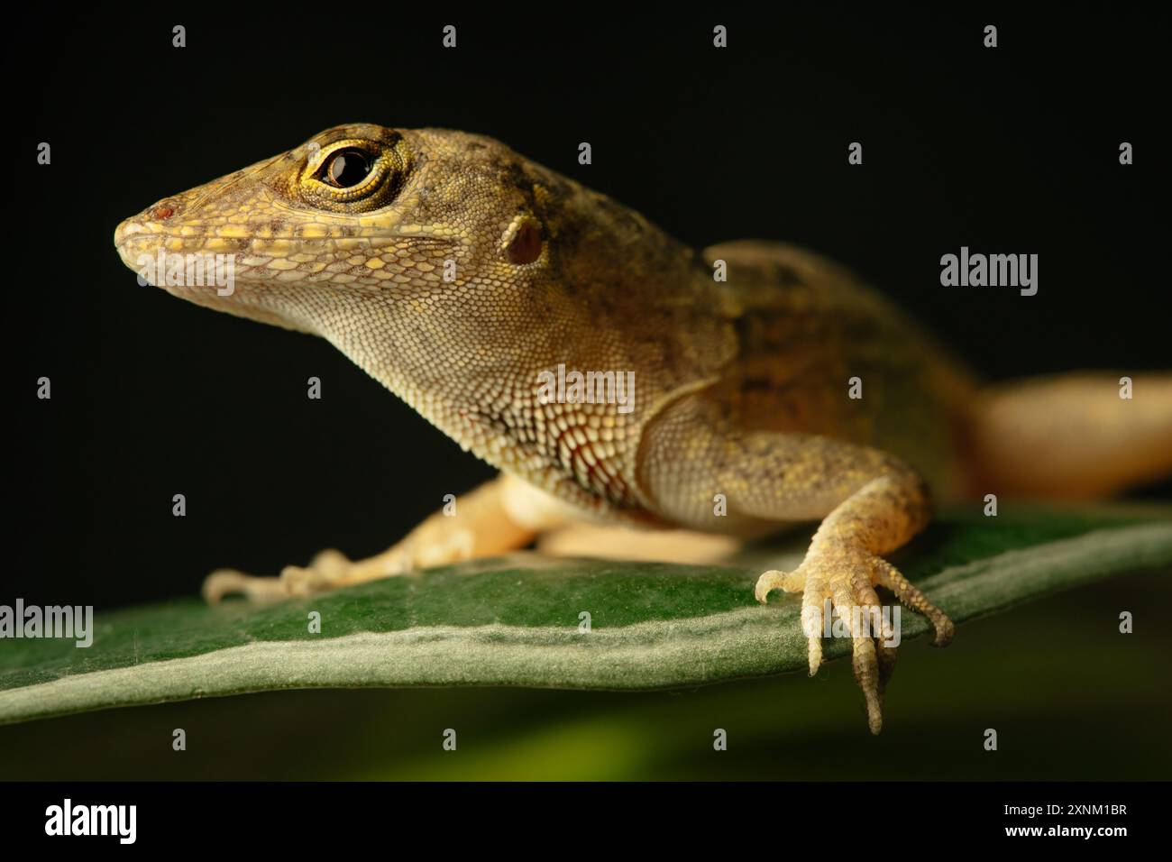 Gros plan d'un lézard anole présentant ses échelles détaillées et sa coloration V. Banque D'Images