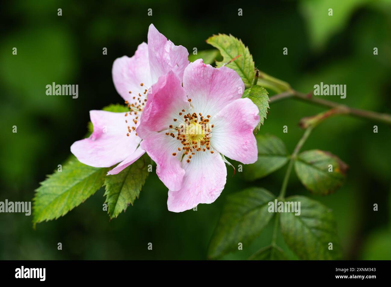 Fleurs de rose de chien poussant à l'état sauvage dans West Sussex, Royaume-Uni, juin 2024 Banque D'Images