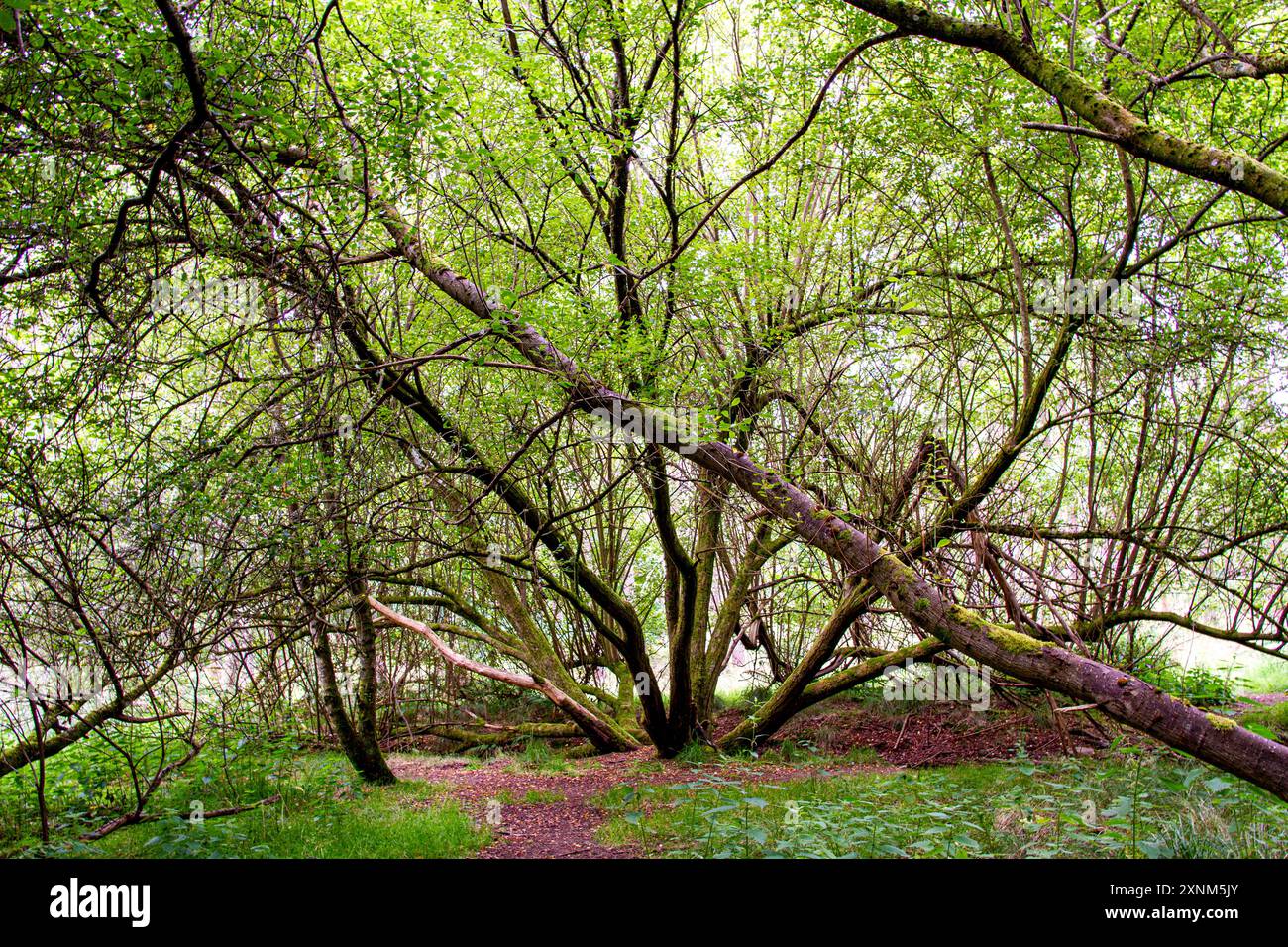 Dundee, Tayside, Écosse, Royaume-Uni. 1er août 2024. Météo britannique : début de journée humide avec de légères bruines, devenant plus sec avec un soleil agréable. Le temps humide de Templeton Woods, avec ses plantations luxuriantes et ses rayons de soleil occasionnels qui traversent les arbres, crée une atmosphère envoûtante, ce qui en fait un cadre idéal pour les films d'horreur. Les bois de Dundee, en Écosse, ont des sentiers naturels sinueux, une faune magnifique, des arbres au feuillage vert vibrant et des paysages magnifiques. Crédit : Dundee Photographics/Alamy Live News Banque D'Images