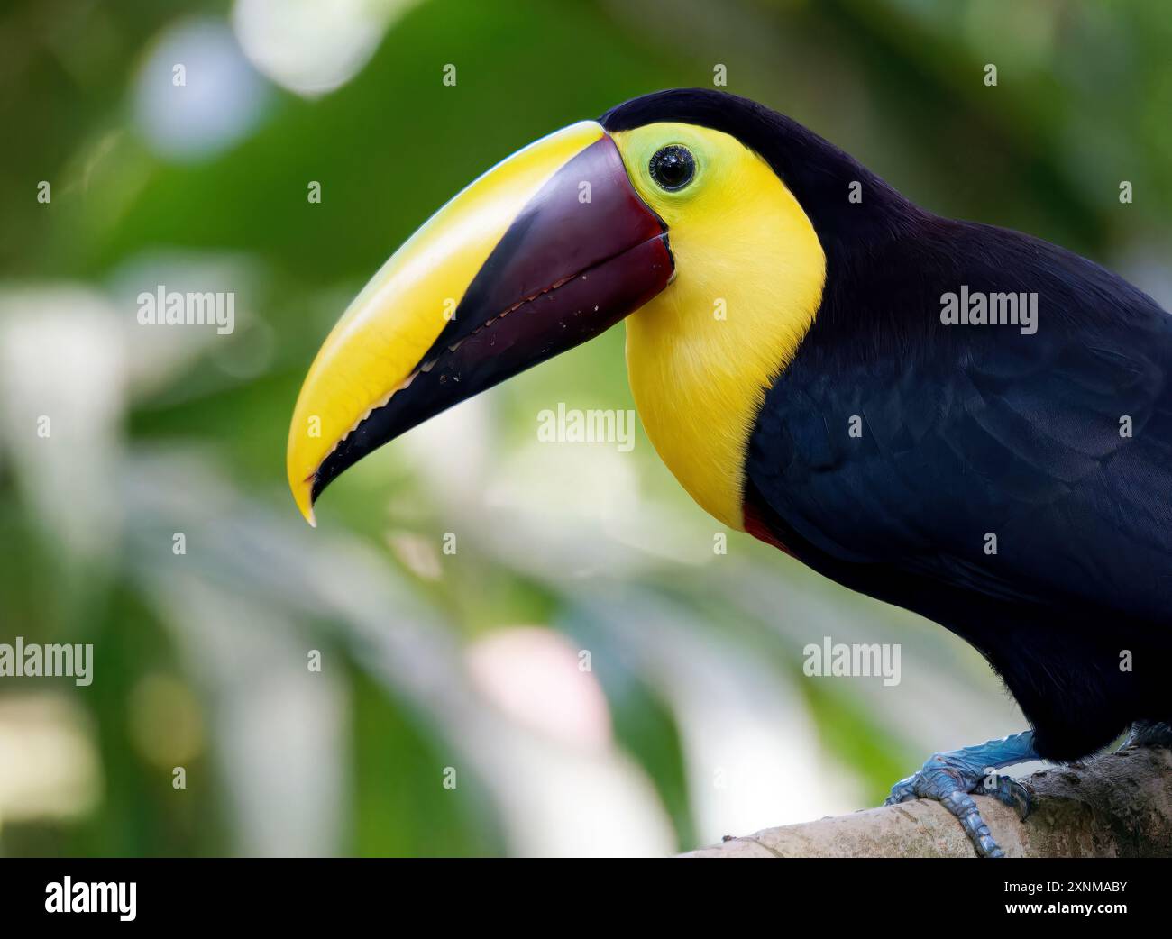 Toucan mandibled de châtaignier, Swainson-Tukan, Toucan de Swainson, Ramphastos ambiguus swainsonii, Swainson-tukán, vallée de Mindo, Équateur, Amérique du Sud Banque D'Images