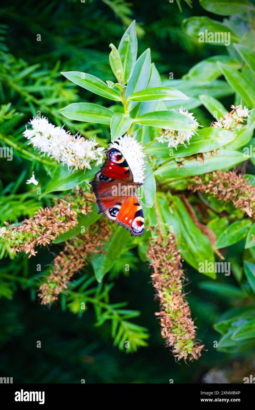 Papillons de paon, Inachis io, se nourrissant de buisson blanc de papillons, Buddleia, Buddleja davidii, Banque D'Images