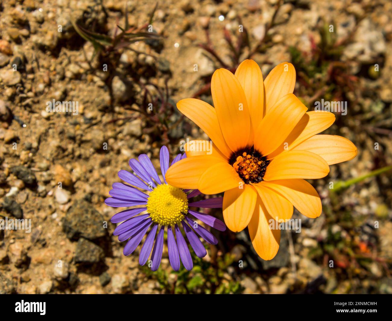 Gros plan d'une marguerite orange et d'une marguerite violette en fleurs dans l'environnement dur et aride de Namaqualand en Afrique du Sud. Banque D'Images