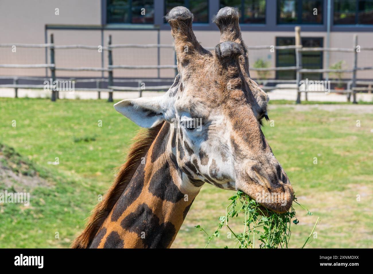 Girafe (Giraffa camelopardalis) gros plan en mangeant de l'herbe, Győr, Hongrie Banque D'Images