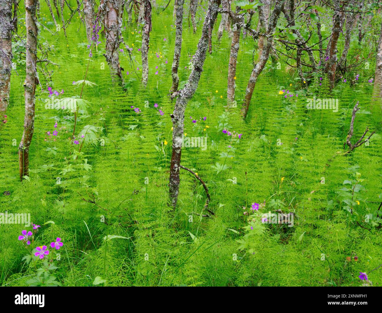 Forêt humide de bouleau avec un sous-étage luxuriant d'espèces Horsetail Equisetum et Wood Cranesbill Geranium sylvaticum dans les montagnes du centre de la Norvège Banque D'Images