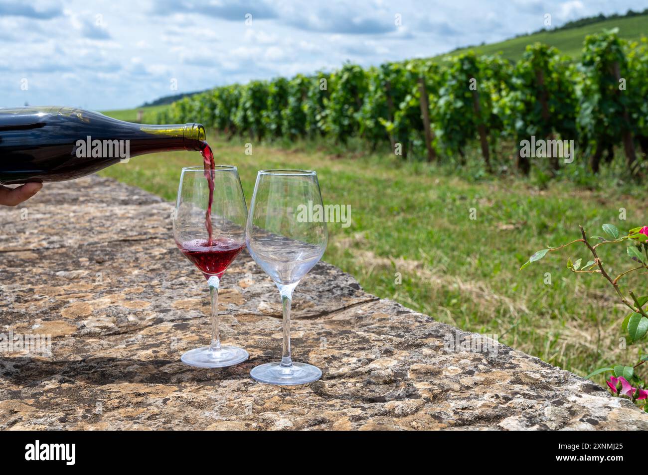 Dégustation de vin rouge pinot noir sur des vignobles grand cru avec croix et murs de pierre en Côte de nuits, élaboration de vin rouge et blanc de Bourgogne célèbre à Bur Banque D'Images