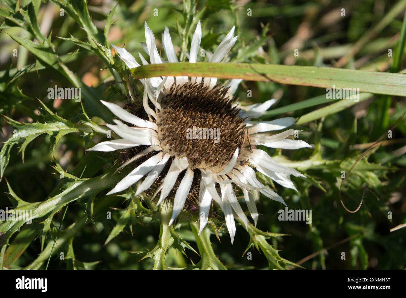 Belle fleur blanche, chardon carlinet sans tige ou chardon argenté, Carlina acaulis dans la forêt en Croatie, prise à la fin de l'été Banque D'Images