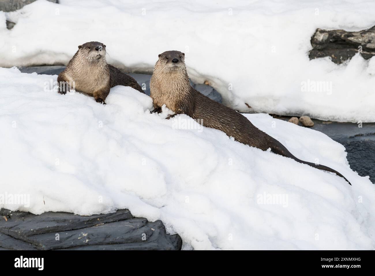 L'Amérique du Nord La loutre de rivière (Lontra canadensis) en hiver, tourné à l'écomusée, parc zoologique à Sainte-Anne de Bellevue, Québec, tourné à l'écomusée, Zo Banque D'Images