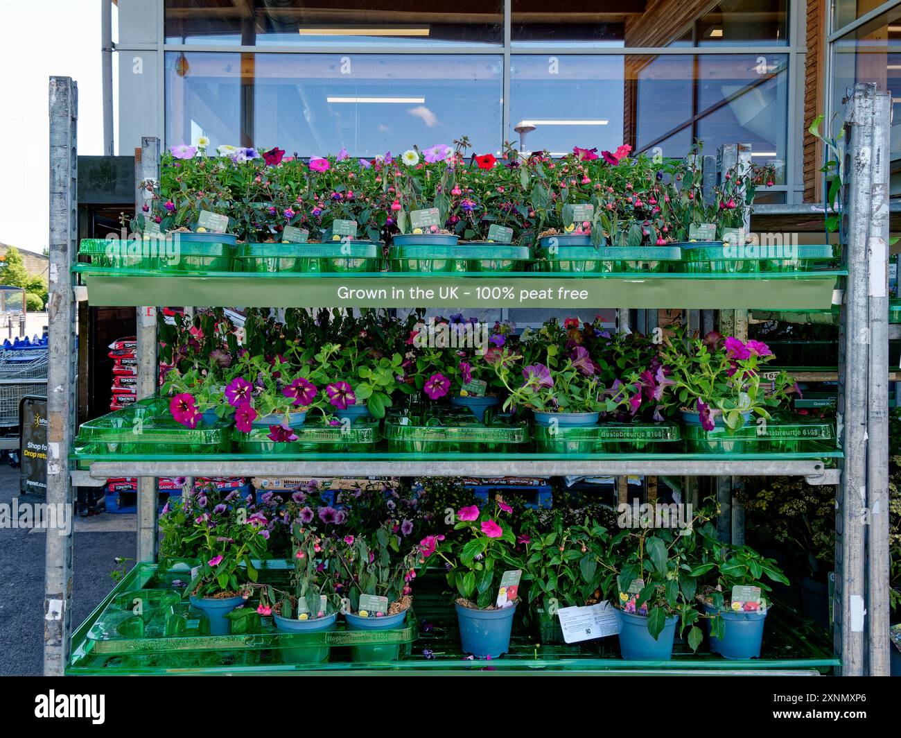 Variété de fleurs en pots sur une étagère extérieure à l'extérieur de Tesco à Faringdon, Oxfordshire, Angleterre, Royaume-Uni Banque D'Images