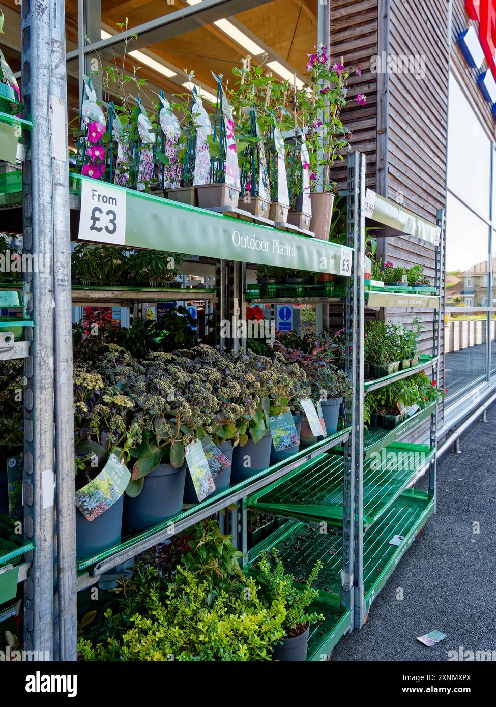 Variété de fleurs en pots sur une étagère extérieure à l'extérieur de Tesco à Faringdon, Oxfordshire, Angleterre, Royaume-Uni Banque D'Images