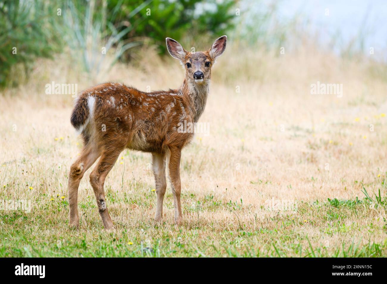 Cerf de queue noire sauvage faon Odocoileus hémionique avec visage et oreilles levés Banque D'Images