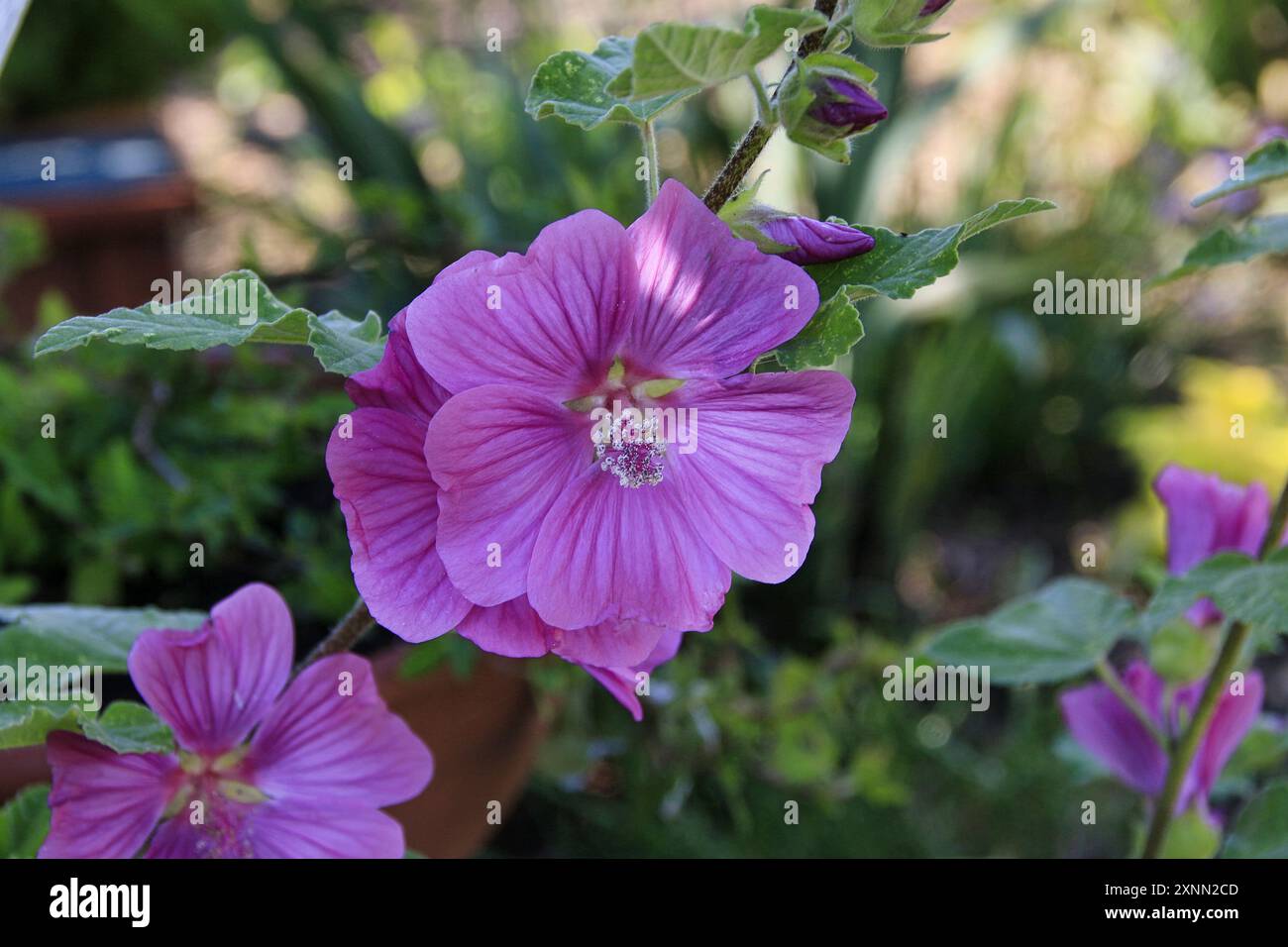 Gros plan des fleurs rose foncé de Lavatera grimpant “Barnsley Baby” Banque D'Images