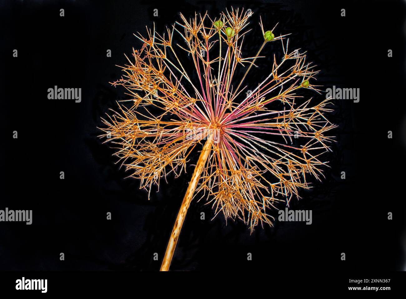 Un gros plan Allium Seed Head en orange sur fond noir Banque D'Images