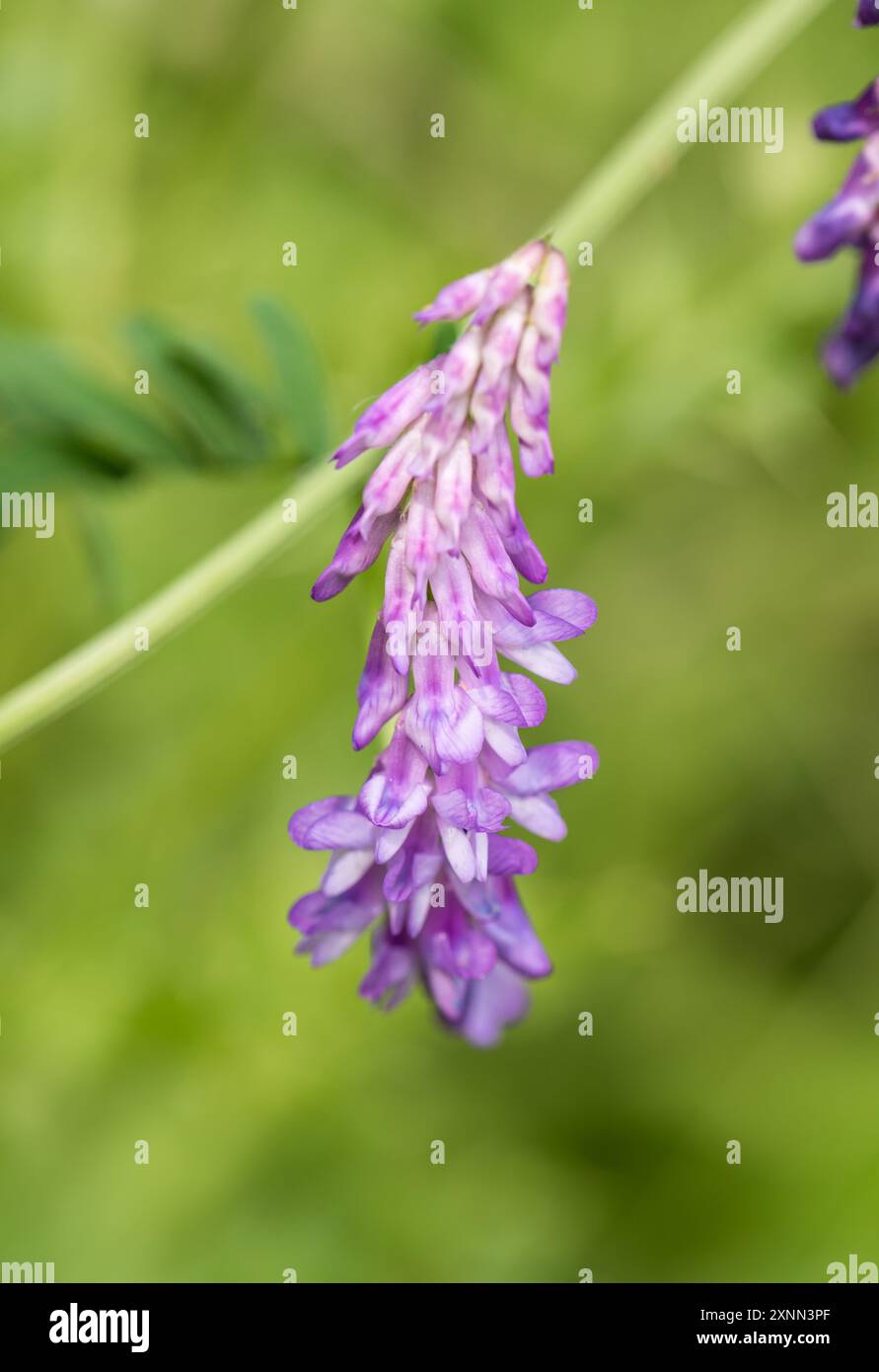 Vetch tufté fleuri (Vicia cracca) à Herts Banque D'Images