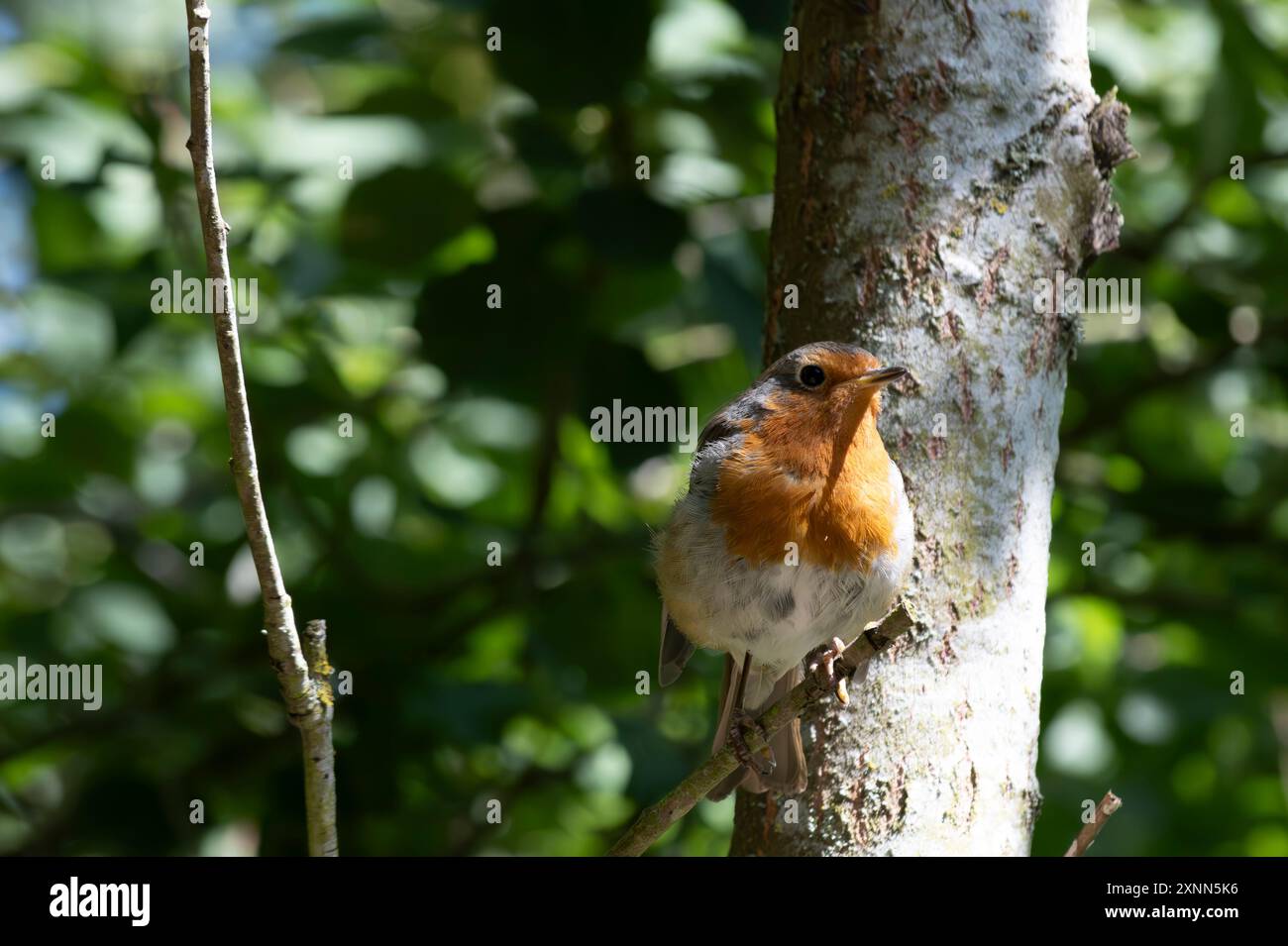 Robin européen à Birnie Loch en Écosse Banque D'Images