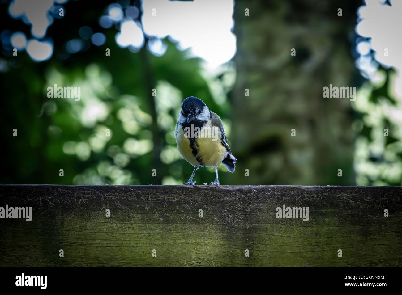 Great Tit Birnie Loch Scotland Banque D'Images