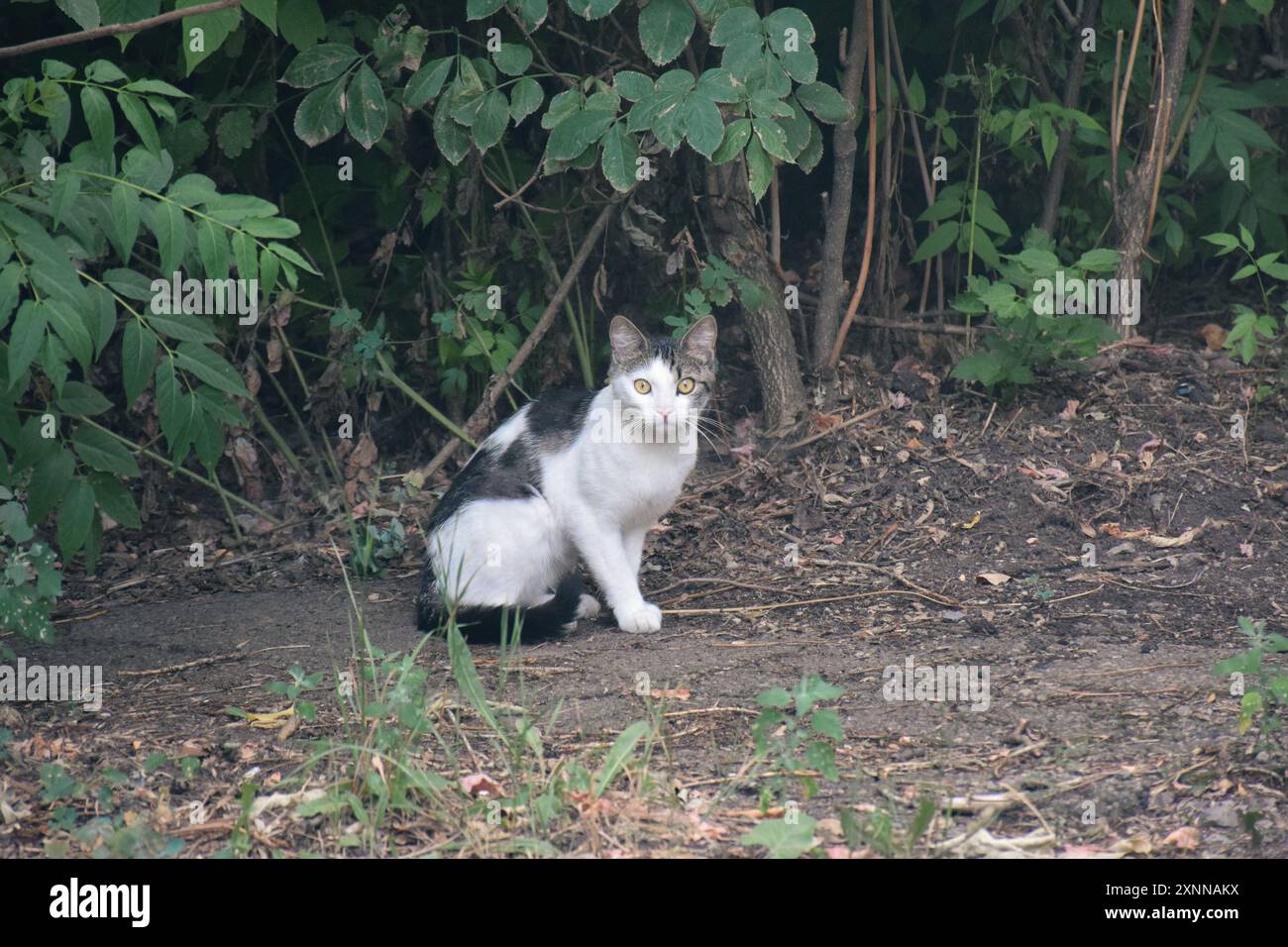 deux chats mignons amoureux traversent une prairie verte avec des coquelicots rouges et caressent une chaude journée ensoleillée d'été Banque D'Images