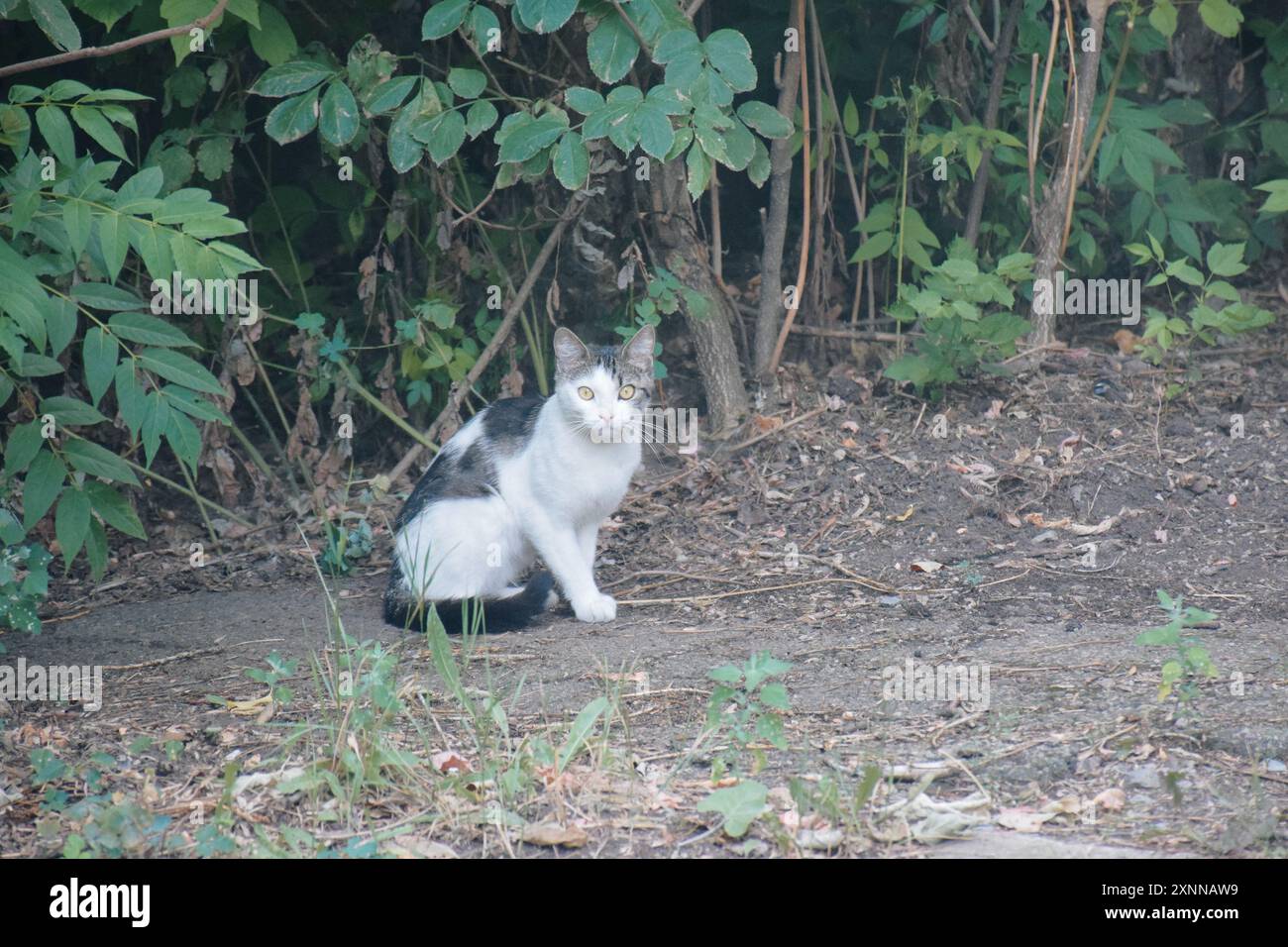 Un chat au visage jaune est assis sur un fond blanc. Le chat a une expression très mignonne et amicale Banque D'Images