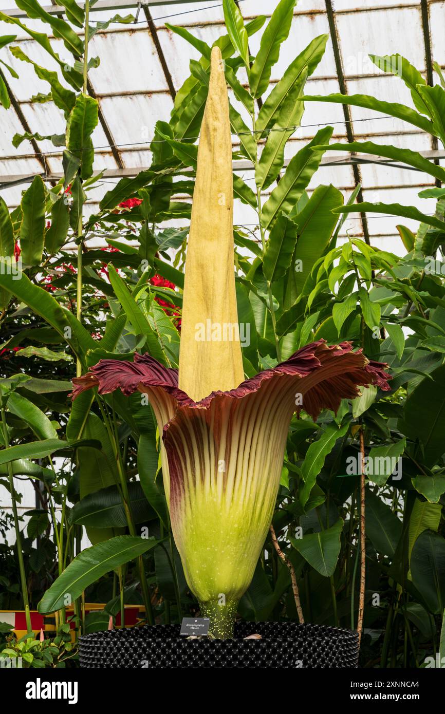 Arum géant, Amorphophallus titanum, le jour 1 de sa pleine fleur de 2-3 jours qui se produit seulement tous les deux ans ou plus - jardins botaniques d'Édimbourg 1 août Banque D'Images