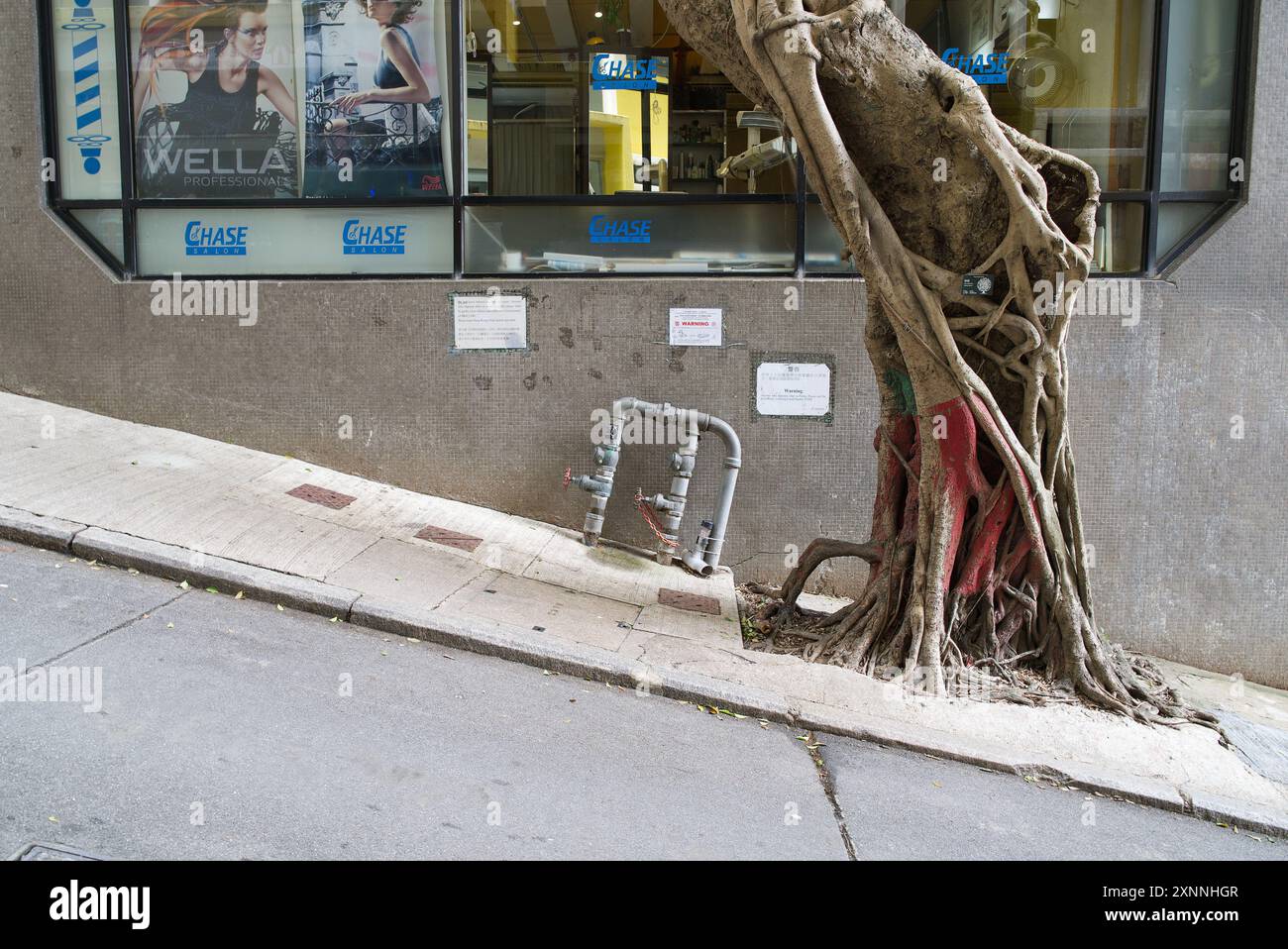 La base d'un arbre poussant sur une colline très raide. Hong Kong - 27 mai 2024 Banque D'Images
