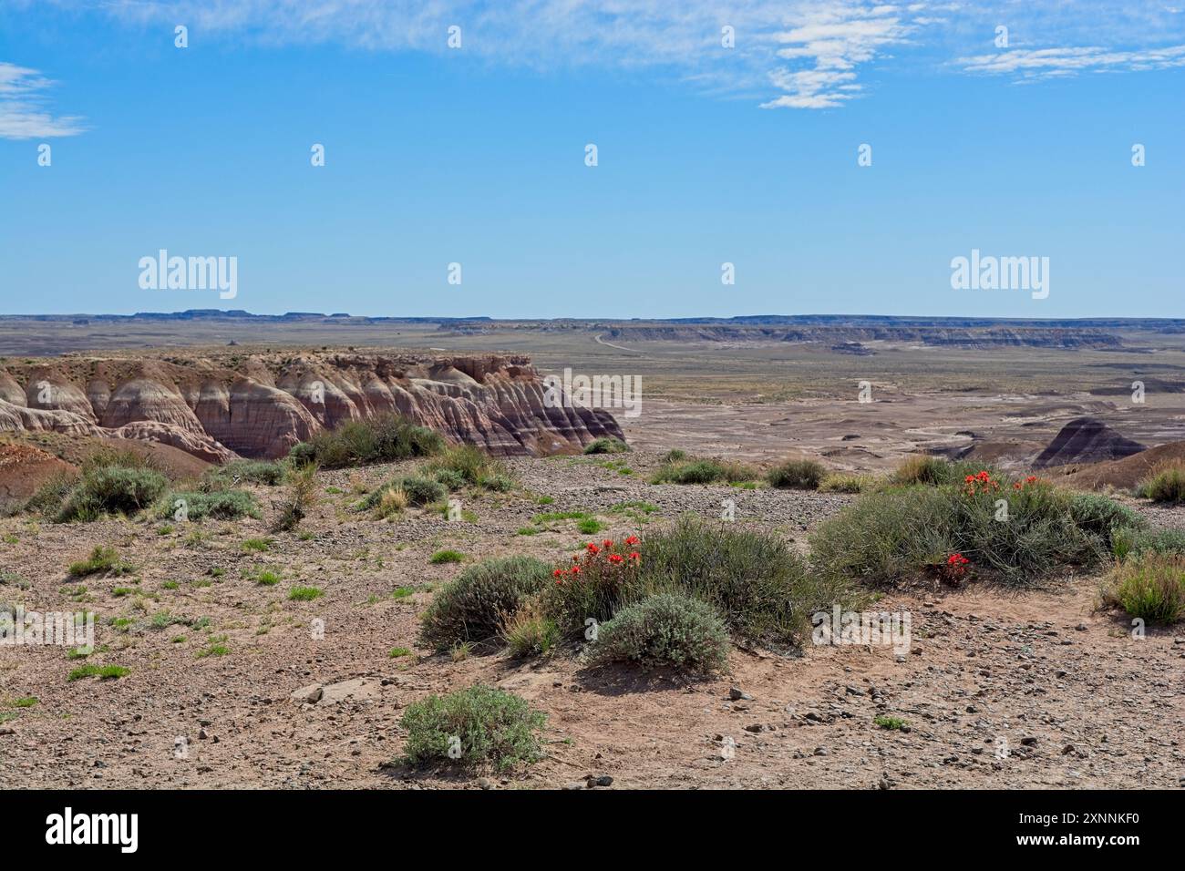 Les fleurs sauvages du printemps prospèrent sur le bord des mesas multi-teintes érodées des badlands dans Painted Desert dans le nord-est de l'Arizona Banque D'Images